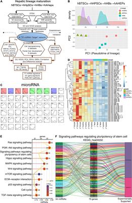 A MicroRNA-Based Network Provides Potential Predictive Signatures and Reveals the Crucial Role of PI3K/AKT Signaling for Hepatic Lineage Maturation